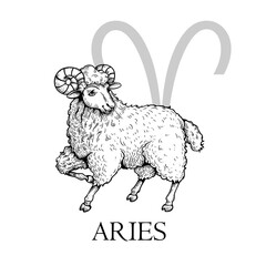 Hand drawn Aries. Zodiac symbol in vintage gravure or sketch style. Ram or mouflon animal standing and smiling. Retro astrology constellation drawing.