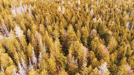 Birds view drone snow forrest