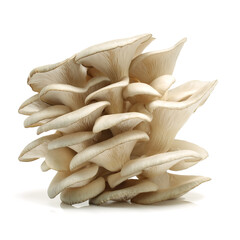 oyster mushroom on white background