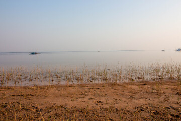 reeds on the beach