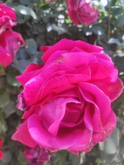 ABHA, SAUDI ARABIA - MAY 27, 2019: CLOSEUP IMAGE TAKEN OF A BEAUTIFUL PINK ROSE FLOWER AT A GARDEN IN ABHA, SAUDI ARABIA.