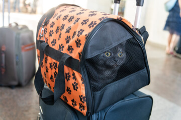 Carrier with acat is at the station. Traveling with an animal