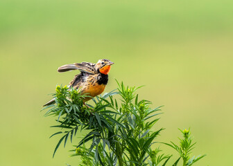 Rosy-throated longclaw male in Ngorongoro, World Heritage site in Tanzania. 
