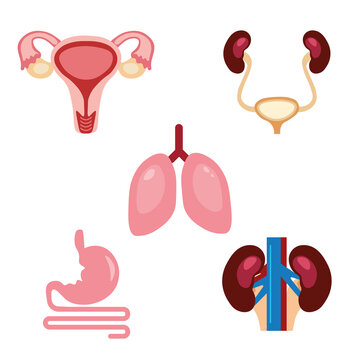 Human organs. Set of organs. Vector illustration