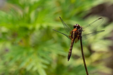 close up of a dragonfly