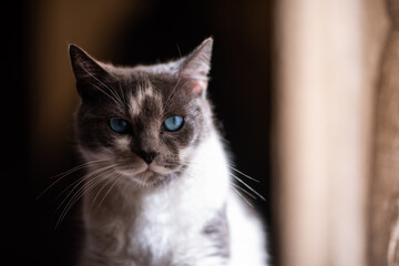 A beautiful domestic kitten, with a look that sinks into the soul
