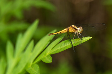 dragonfly on a leaf