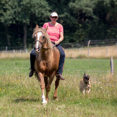 Schönes Pferd mit Hund und Reiterin