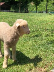 Obraz premium Sheep in the grass that seems to be smiling.