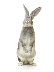 grey rabbit on a white background