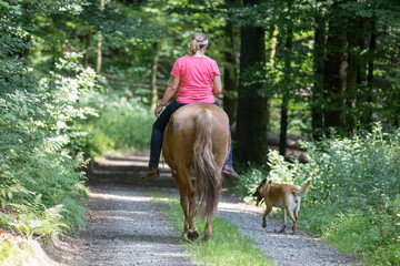 Schönes Pferd mit Hund und Reiterin