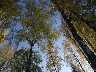 Fototapeta premium under birch trees in summer