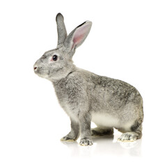 grey rabbit on a white background