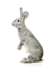 grey rabbit on a white background