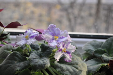 blue violet is blooming on the windowsill