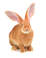 orange rabbit on white background 