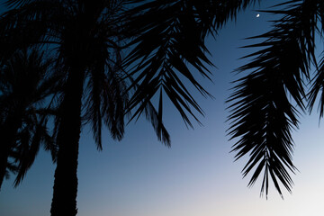 Fototapeta premium silhouette of some palm leaves