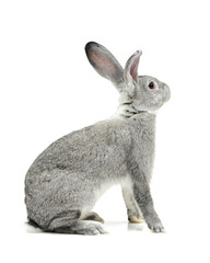 grey rabbit on a white background