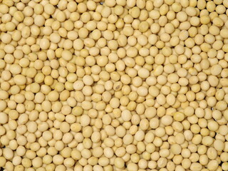 Soybean background