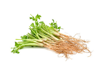 Coriander or Cilantro root isolated on white background