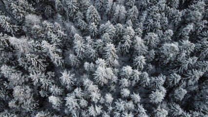Birds view drone snow forrest