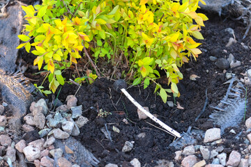 Planting a bush, a tube for underground watering of plants is visible