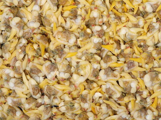 Dried clam meat on white background