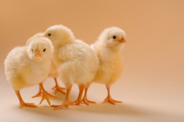 Image of a few newborn fluffy fledgling chicken.