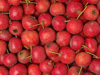 Hawthorn  ackground 