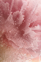Fototapeta premium Flowers frozen in ice on a white background. Pion flower. Ice texture.