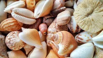 Sea ​​animal shells, nature concept suitable for backgrounds and wallpapers. Patinopecten caurinus, strombus gigas, cone shell, mollusca