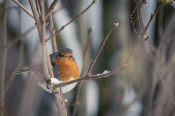 Rotkehlchen im Winter