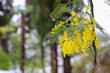 Clusters of Acacia dealbat (mimosa) under the snow.