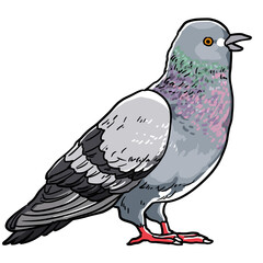 Simple and realistic pigeon illustration design
