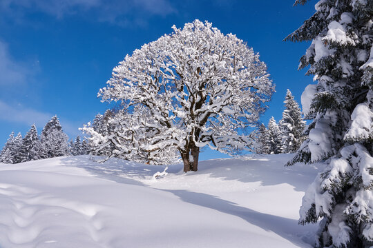 Schneebedeckte B&auml;ume im Sonnenschein