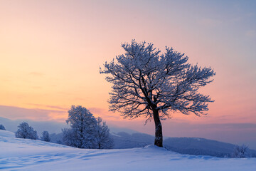 Amazing winter landscape with a lonely snowy tree on a mountains valley. Pink sunrise sky glowing on background. Landscape photography