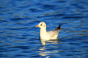 Gull on the lake in beautiful sunny day