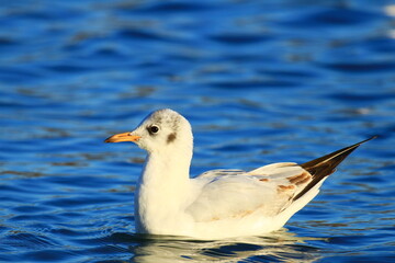 Fototapeta na wymiar Gull on the lake in beautiful sunny day