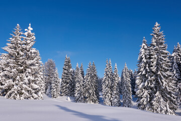 Tief verschneite Tannenwälder im Sonnenschein