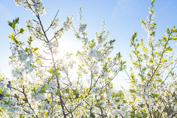 Blooming sakura tree on sky background in garden or park.