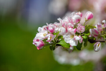 appletree blossom branch in the garden in spring
