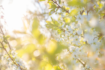 Blooming sakura tree on sky background in garden or park.
