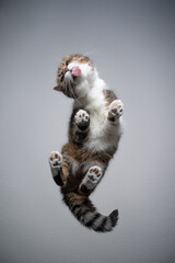 bottom view of a tabby white british shorthair cat standing on transparent glass table licking with...