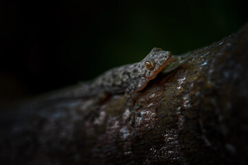 Afro-american House Gecko - Hemidactylus mabouia, beautiful common lizard from African houses, woodlands and gardens, Zanzibar, Tanzania.