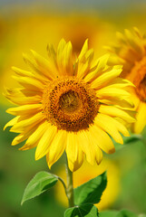 Closeup of sunflower