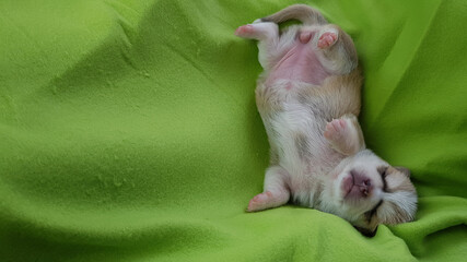 a newborn Chihuahua puppy sleeps on a green blanket. a fawn-colored dog. cute little dog.