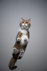 bottom view of tabby white british shorthair cat standing on transparent glass table looking...