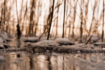 Closeup shot of dried plants covered in frost and frozen water puddle in a forest