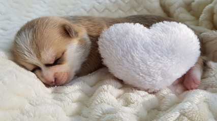 a small newborn Chihuahua puppy sleeps on a white fluffy background. near the white heart. favorite animals. cute white puppy.