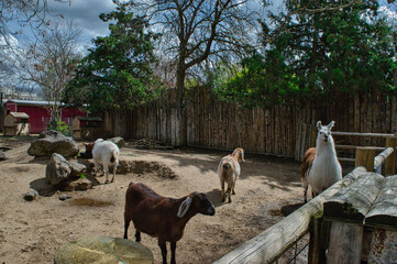 Outdoor space for she and a llama, in the countryside, during daylight